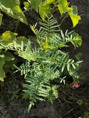 Tagetes lunulata