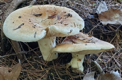 Russulaceae