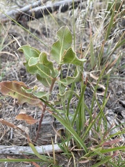 Asclepias viridiflora