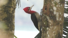 Campephilus robustus