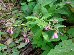 Symphytum officinale