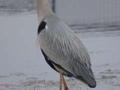 Ardea cinerea cinerea