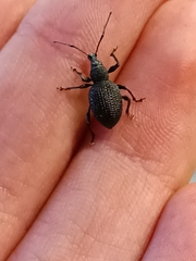 Otiorhynchus rugosostriatus