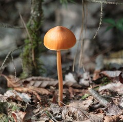 Entoloma formosum