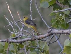 Icterus spurius