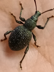 Otiorhynchus rugosostriatus