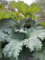 Gunnera manicata