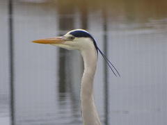 Ardea cinerea cinerea