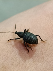 Otiorhynchus rugosostriatus