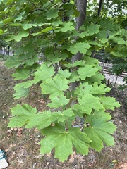 Acer rubrum