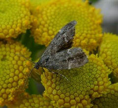Anthophila fabriciana
