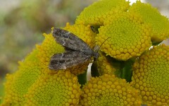 Anthophila fabriciana