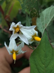Solanum douglasii
