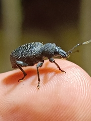 Otiorhynchus rugosostriatus