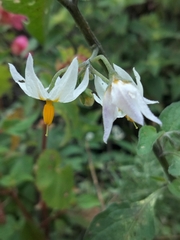 Solanum douglasii