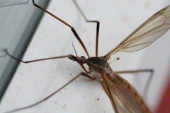 Tipula