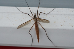 Tipula