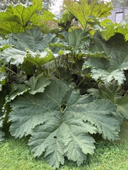 Gunnera manicata