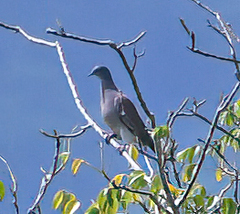 Patagioenas cayennensis