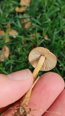 Marasmius oreades