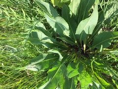 Senecio doria