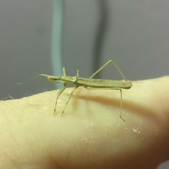 Sastrapada baerensprungi