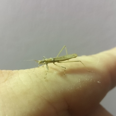 Sastrapada baerensprungi