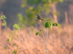 Geothlypis poliocephala