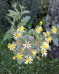 Jacobaea