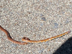 Pantherophis guttatus