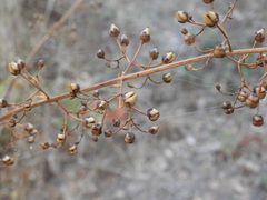 Scrophularia scorodonia