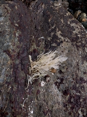 Rhodophyta