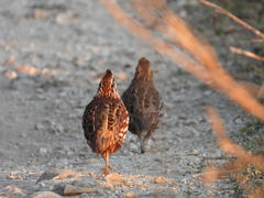 Colinus nigrogularis