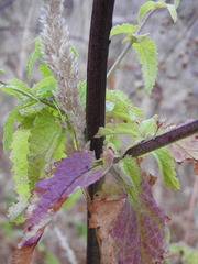 Scrophularia scorodonia
