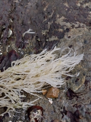 Rhodophyta