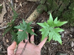 Doryopteris lorentzii