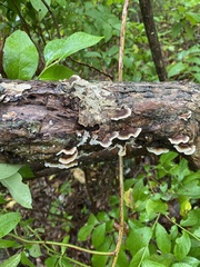 Gloeoporus dichrous