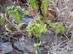 Scrophularia scorodonia