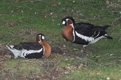 Branta ruficollis