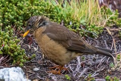 Turdus falcklandii