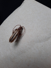 Ortholeptura valida