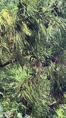 Cryptomeria japonica