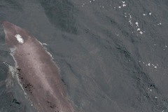 Sagmatias australis