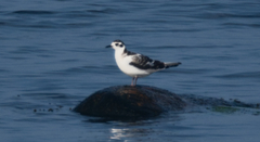 Hydrocoloeus minutus