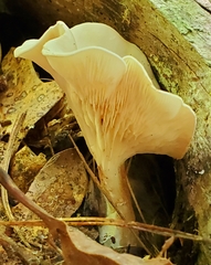 Ampulloclitocybe clavipes