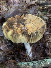 Tricholoma equestre