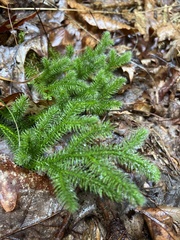 Lycopodium