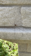 Phalangioidea