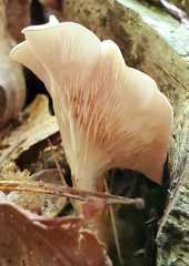 Ampulloclitocybe clavipes