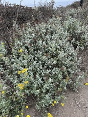 Eriophyllum staechadifolium